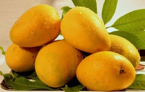 Owner-approved Imam Pasand mangoes on leaves